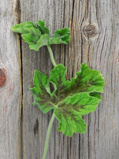 CHOCOLATE GERANIUM BROWN GREENS